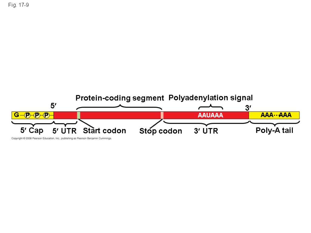 Fig. 17-9 Protein-coding segment Polyadenylation signal 3 3 UTR 5 UTR 5 5 Cap
